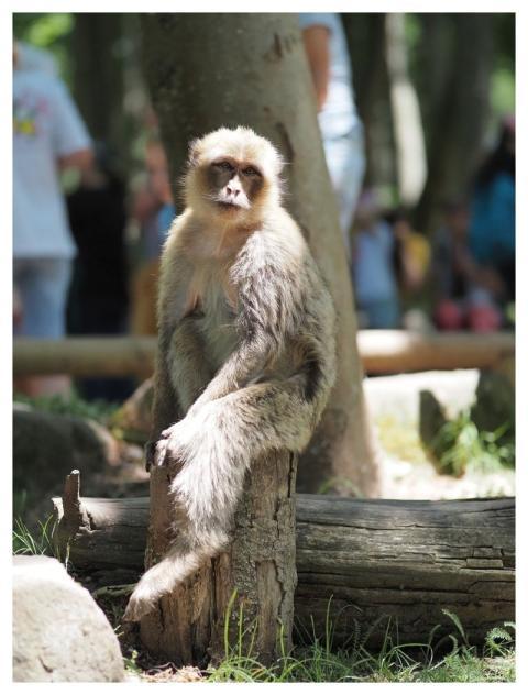 Monkey Primate Zoo Baboon