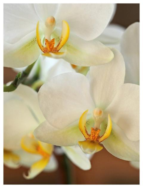 Orchid Flower Blossom Bloom