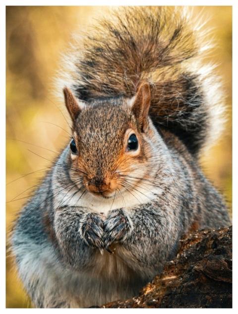 Squirrel Nature Animal Rodent