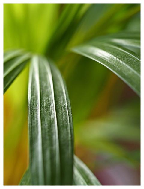 Plant Leaves Houseplant Abstract