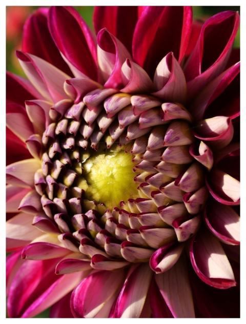 Flower Nature Bloom Flower Background