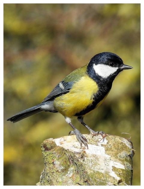 Nature Bird Songbird Wildlife