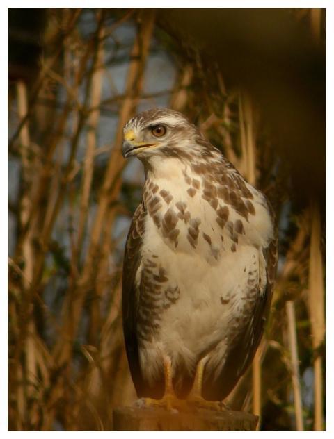 Buzzard Nature Raptor Bird