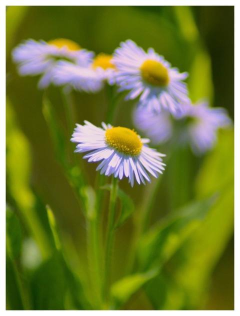 Flowers Flower Background Daisies Blooming