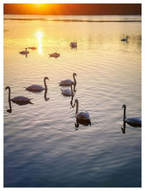 Evening Sun Water Lake Nature