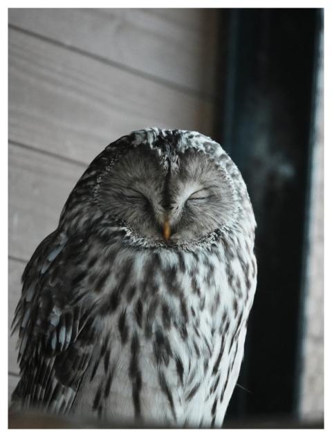 Owl Bird Nature Animal