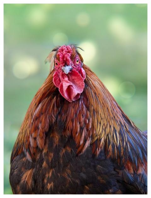 Haan Chicken Bird Farm