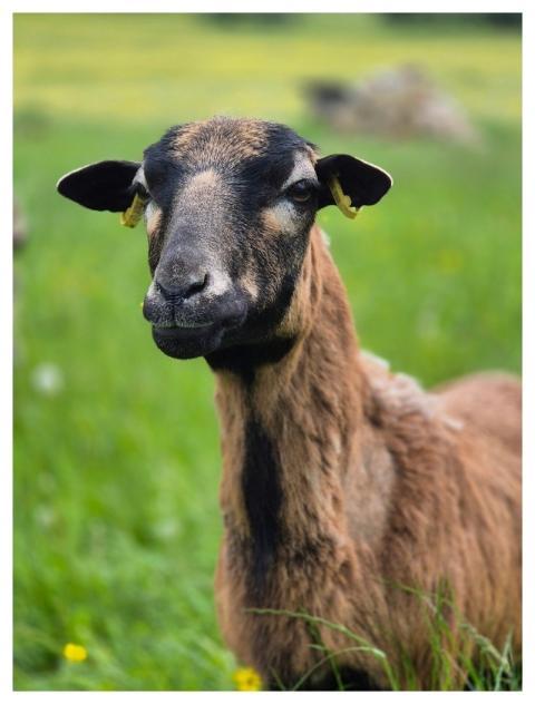 Goat Animal Mammal Farm Yard