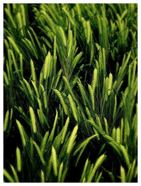 Ear Wheat Fields Agriculture