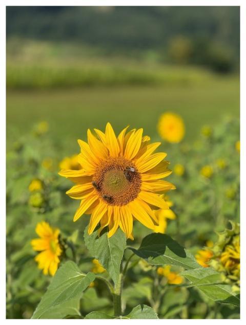 Sunflower Bee Yellow Sewi89