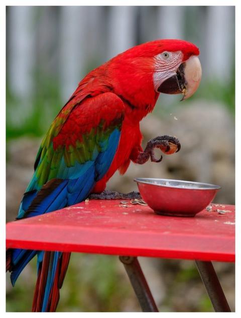 Parrot Bird Macaw Rejection