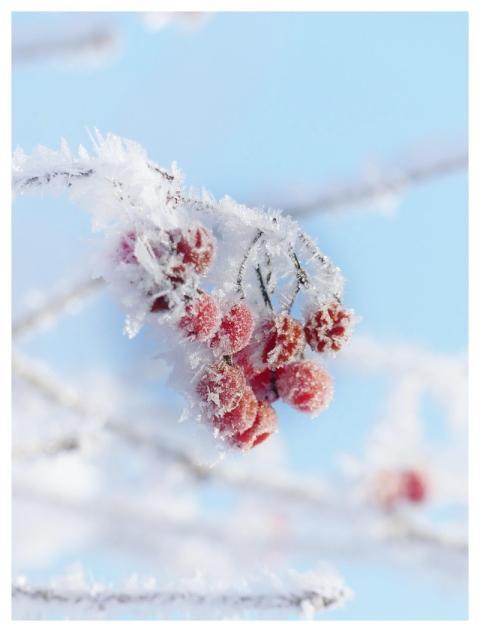 Ice Cream Ice Crystals Cold Winter