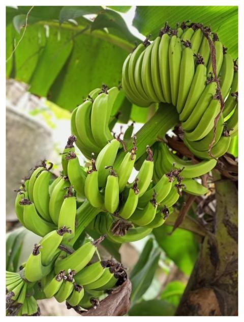 Farming Bananas Food Fruits