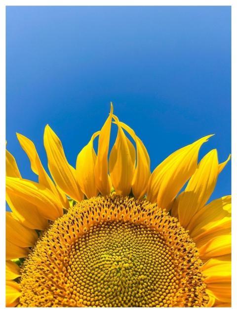 Sunflower Flower Yellow Bloom