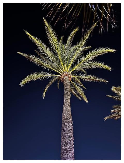 Green Palm Tree At Night Blue