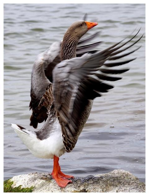 Wild Goose Bird Wings Goose