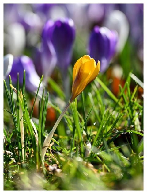 Crocuses Yellow Spring Garden