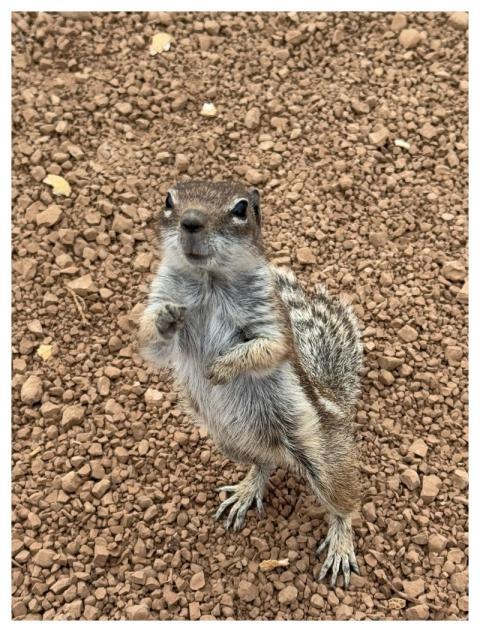 Chipmunk Nature Wild Animals Wildlife