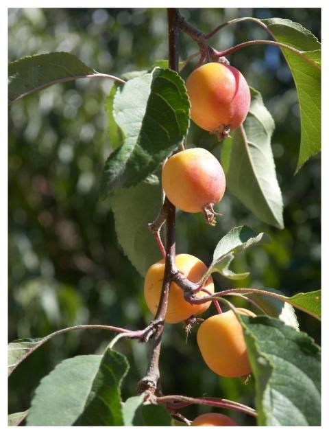 Crab Apples Nature Food Fruit