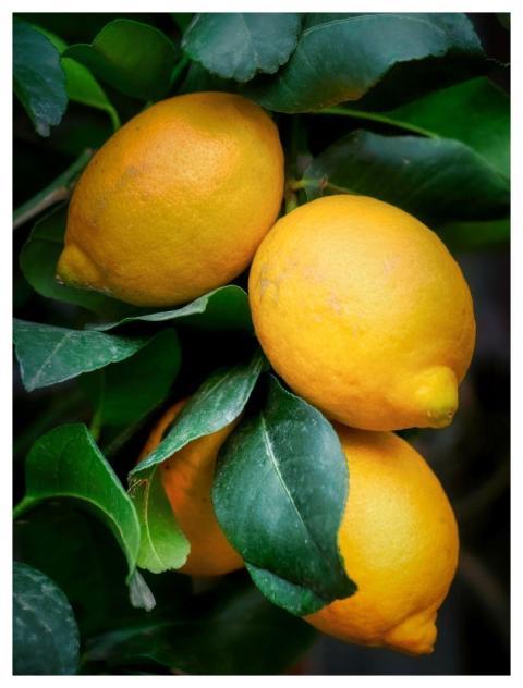 Lemons Fruits Citrus Mediterranean