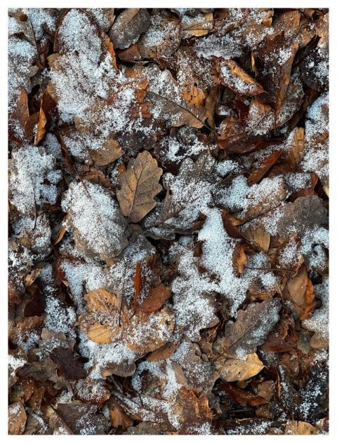 Snow Leaves Fall Forest Floor