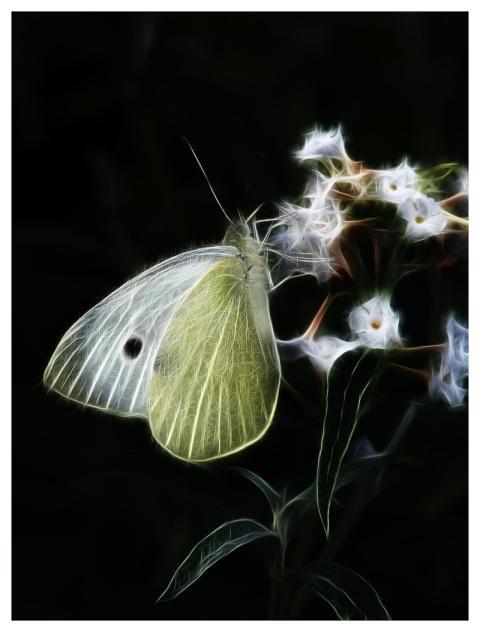 Butterfly Insect Entomology Fractalius