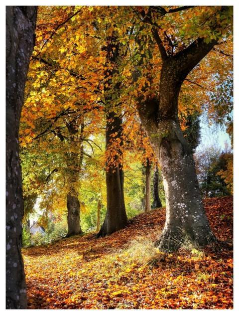Fall Trees Hill Slope