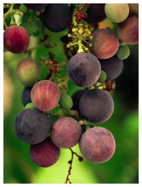 Grape Vineyard Sweet Fruit