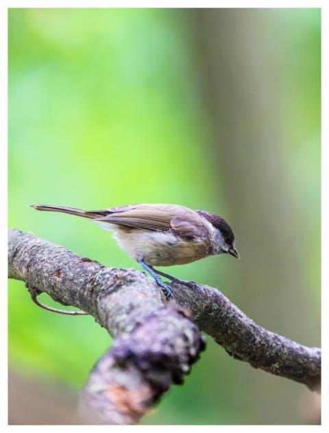 Finch Bird Animal Feathers