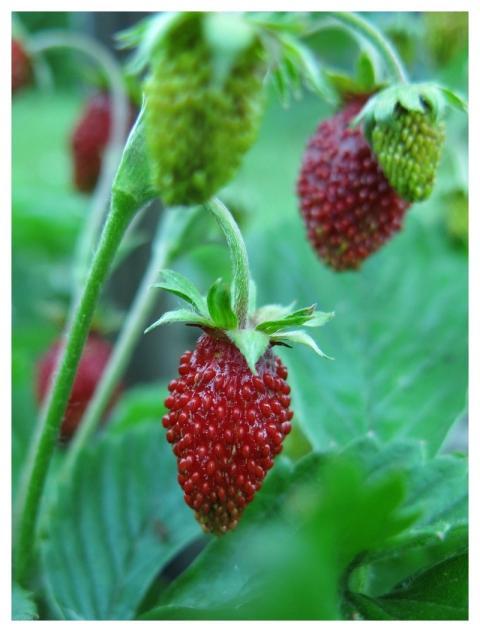 Strawberry Wild Strawberry Nut Fruit Nature