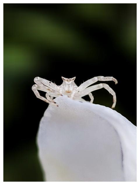 Macro Nature Wildlife Macro Photography