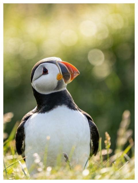 Puffin Atlantic Bird Seabird
