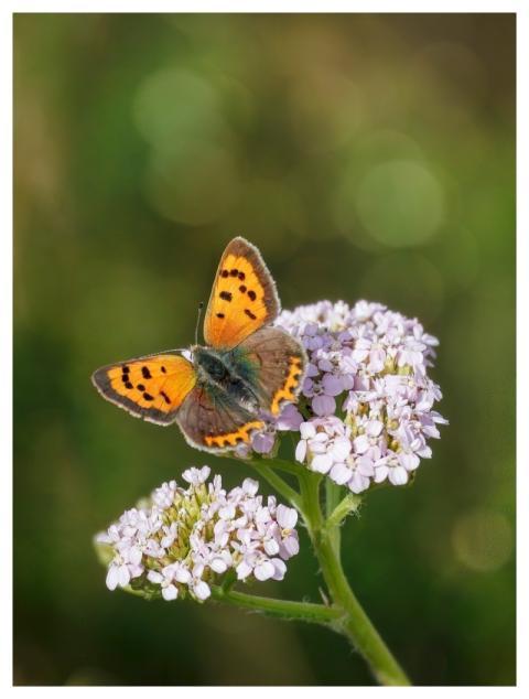 Small Copper Butterfly Insect Nature