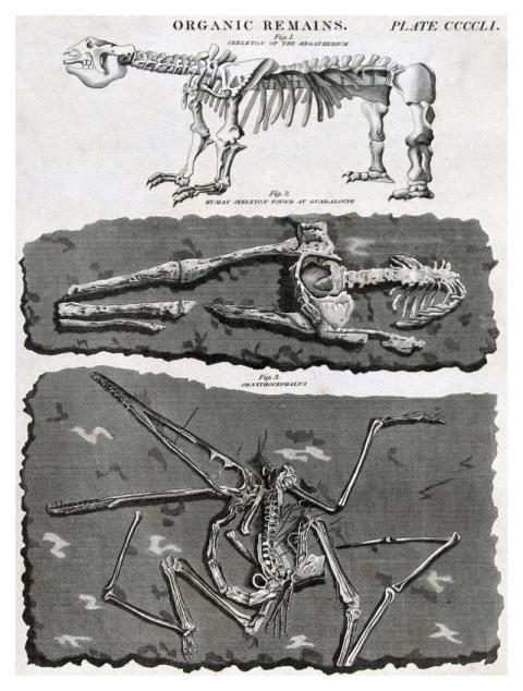 animal skeleton Megatherium, human skeleton