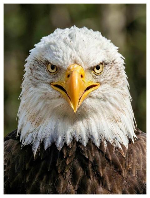 White Tailed Eagle Eagle Bird Of Prey Animal