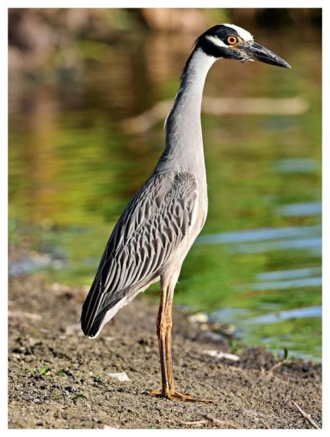 Bird Heron Yellow Crested Night Heron Avian