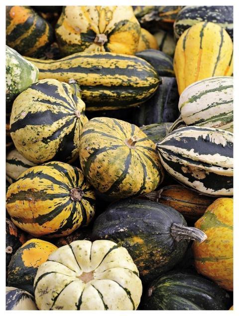 Pumpkin Food Harvest Halloween