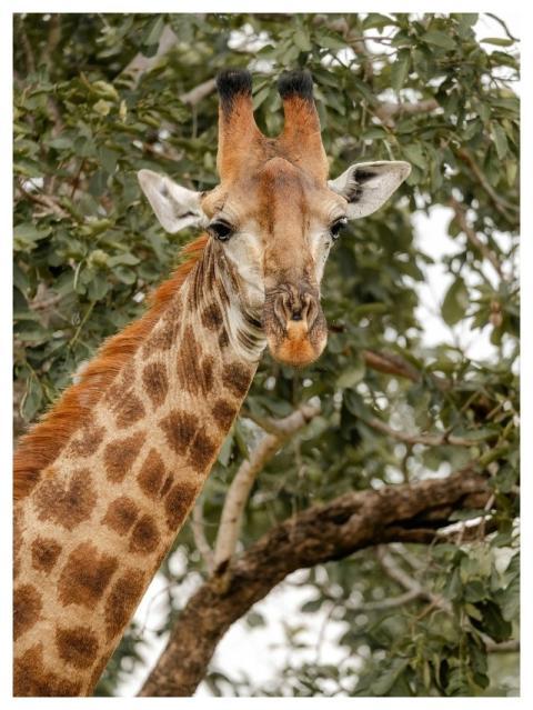 Giraffe Animal Wildlife Savannah