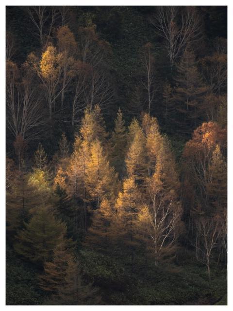 Trees Forest Sunset Nature