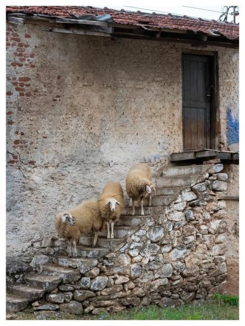 Sheep Rural Balkans Greece