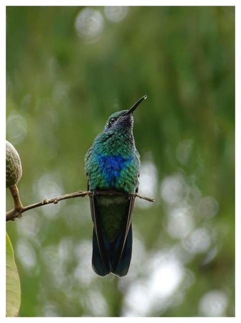 Bird Hummingbird Colombia Green