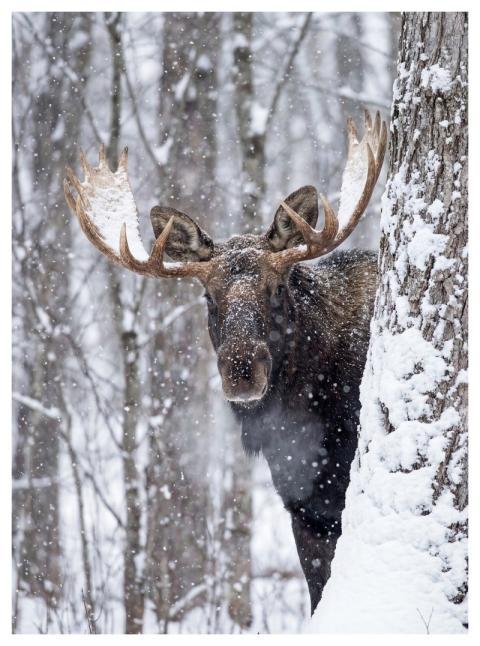 Moose Wildlife Winter Snow