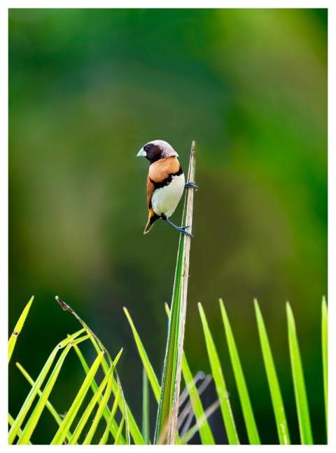 Brown-Breasted Nun Gorgeous Finch Nature Songbird