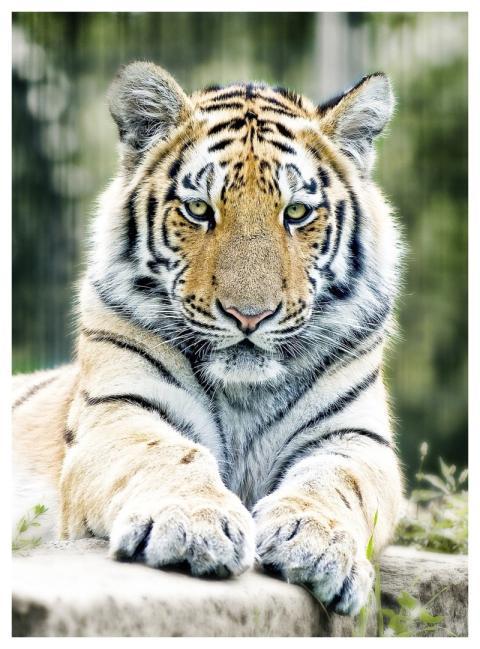 Tiger Siberian Tiger Big Cat Zoo