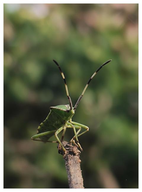 Nature Beetle Insect Green