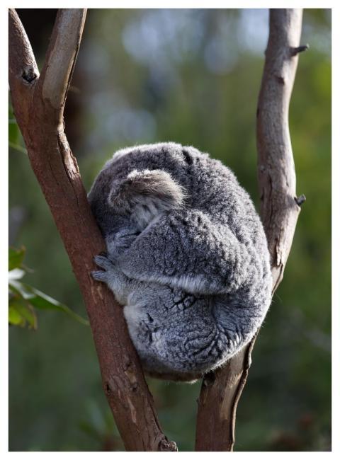 Koala Phascolarctos Cinereus Marsupial Wildlife