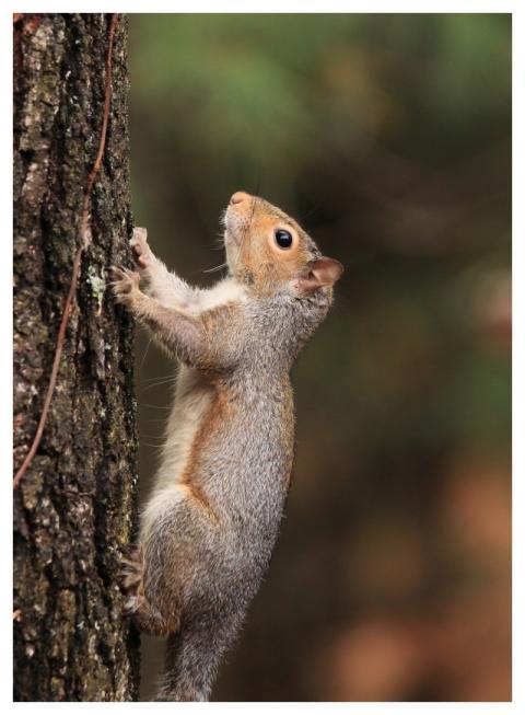 Squirrel Wildlife Nature Animal