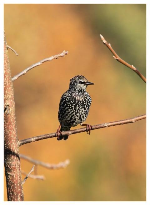 Starling Bird Nature Animal
