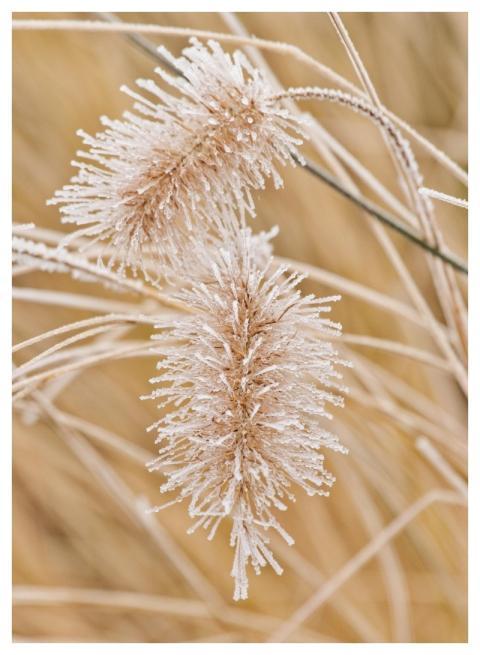 Grass Herbs Frost Lock Screen Wallpaper