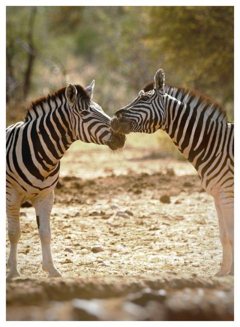 Zebras Animals Mammals Nature